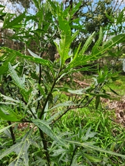 Solanum laciniatum