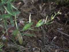 Gypsophila oldhamiana