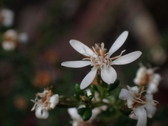 Olearia microphylla