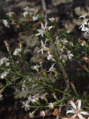 Olearia microphylla