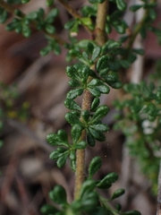 Olearia microphylla