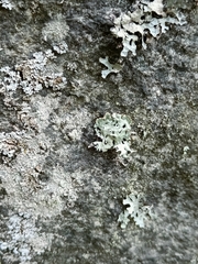 Hypogymnia physodes