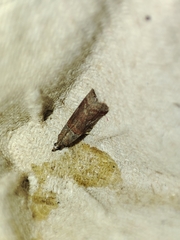 Acrobasis bithynella