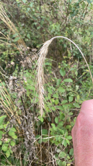 Elymus canadensis