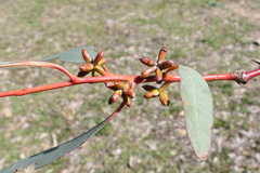 Eucalyptus nortonii
