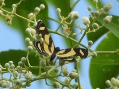 Baeotis zonata zonata