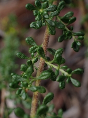 Olearia microphylla