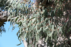 Eucalyptus nortonii