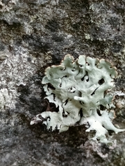 Hypogymnia physodes