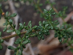 Olearia microphylla