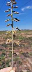 Drimia elata