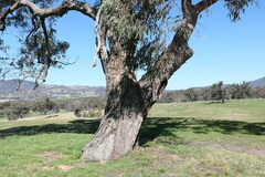 Eucalyptus nortonii