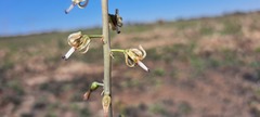Drimia elata