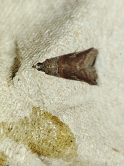 Acrobasis bithynella