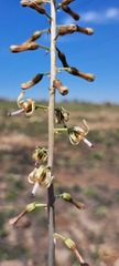 Drimia elata