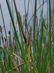 Eleocharis palustris