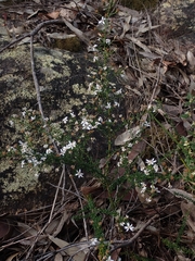 Olearia microphylla