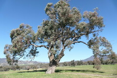Eucalyptus nortonii