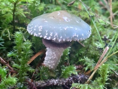 Stropharia