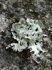 Hypogymnia physodes