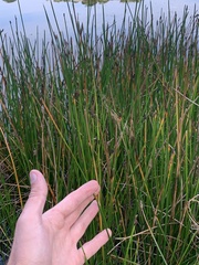 Eleocharis palustris