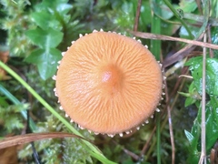 Cystoderma amianthinum