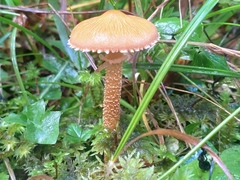 Cystoderma amianthinum