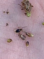 Eleocharis palustris