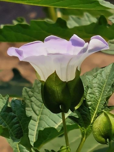 apple-of-Peru