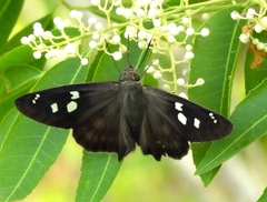 Polygonus leo arizonensis