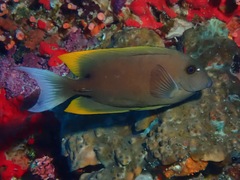 Ctenochaetus tominiensis