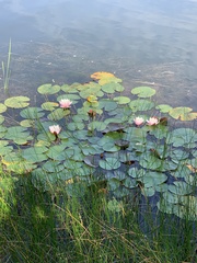 Nymphaea alba