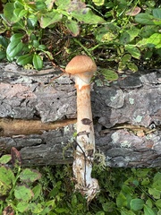 Cortinarius armillatus
