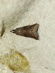 Acrobasis bithynella