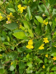 Goodenia ovata