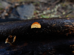 Pleuroflammula praestans