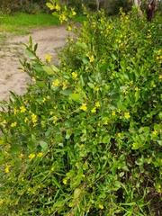 Goodenia ovata