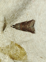 Acrobasis bithynella
