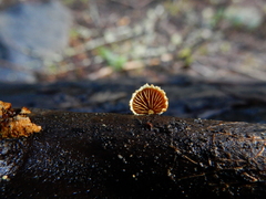 Pleuroflammula praestans