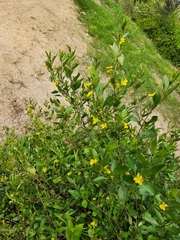 Goodenia ovata