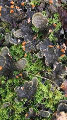 Peltigera membranacea