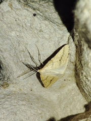 Aspitates ochrearia