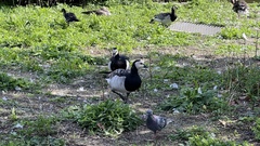 Branta leucopsis