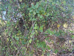 Cissampelos capensis