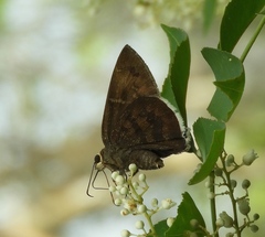 Eudaminae