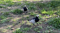 Branta leucopsis
