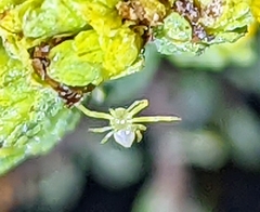Misumena vatia