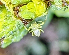 Misumena vatia