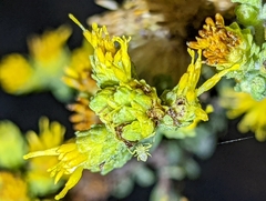 Misumena vatia