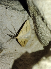 Aspitates ochrearia